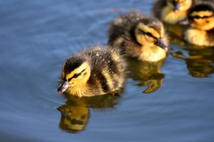 Ducklings swimming in water